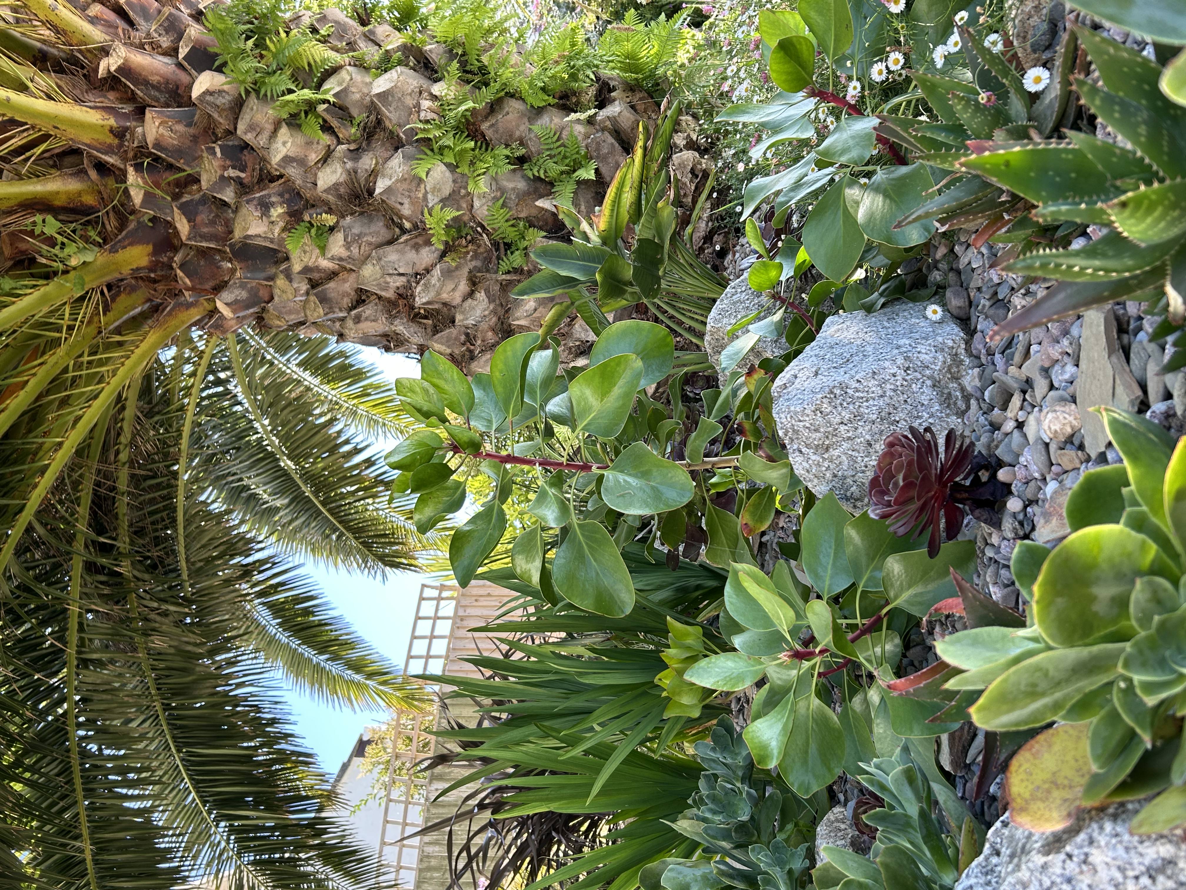 The Southern Hemisphere Garden overlooking Gerrans Bay