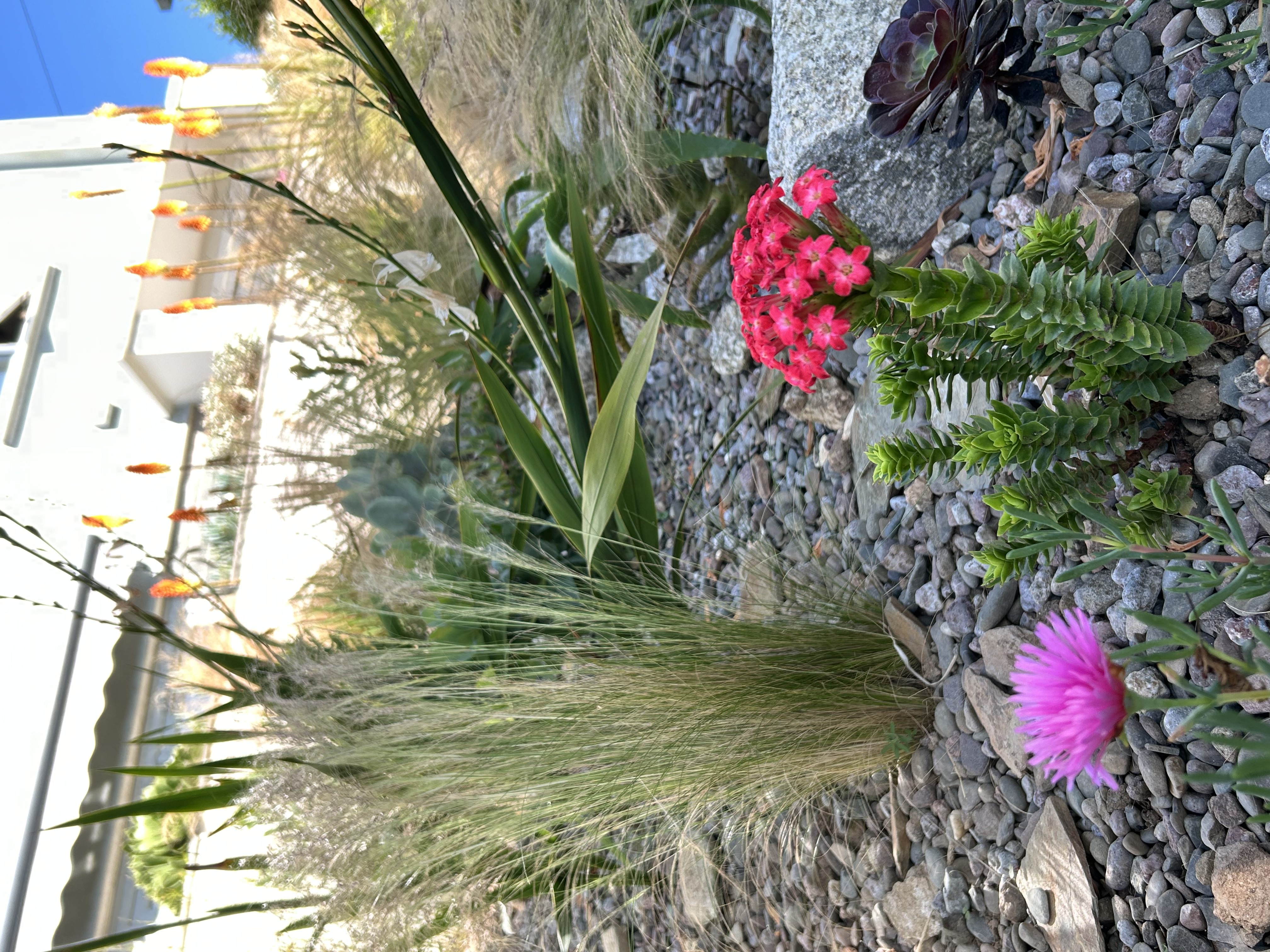 Restio tetraphyllus in coastal garden